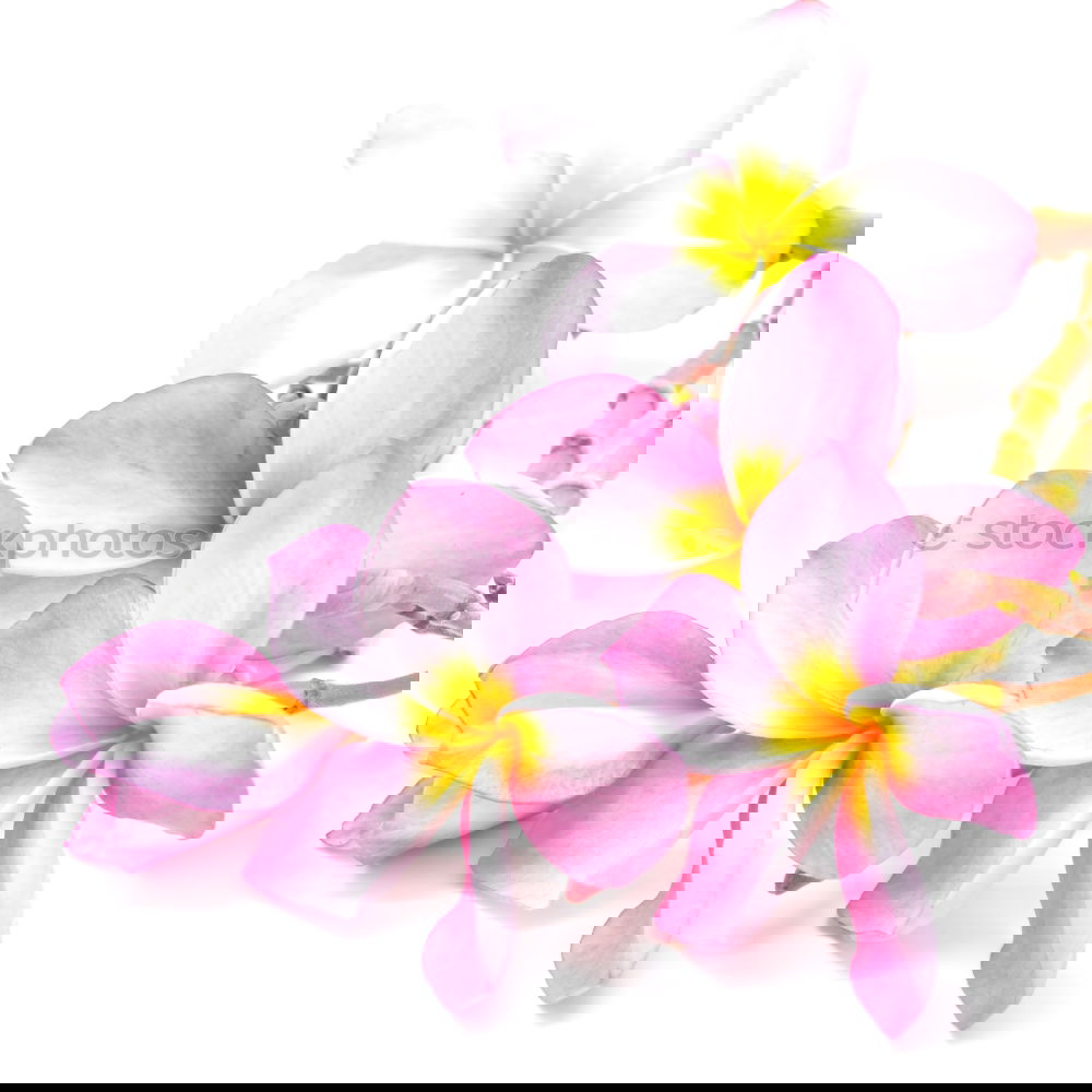 Similar – Image, Stock Photo Beautiful spa or wellness with flowers and lotion