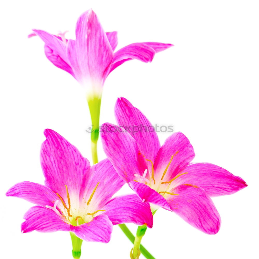 Similar – Image, Stock Photo Two pink cosmea flowers (white background)