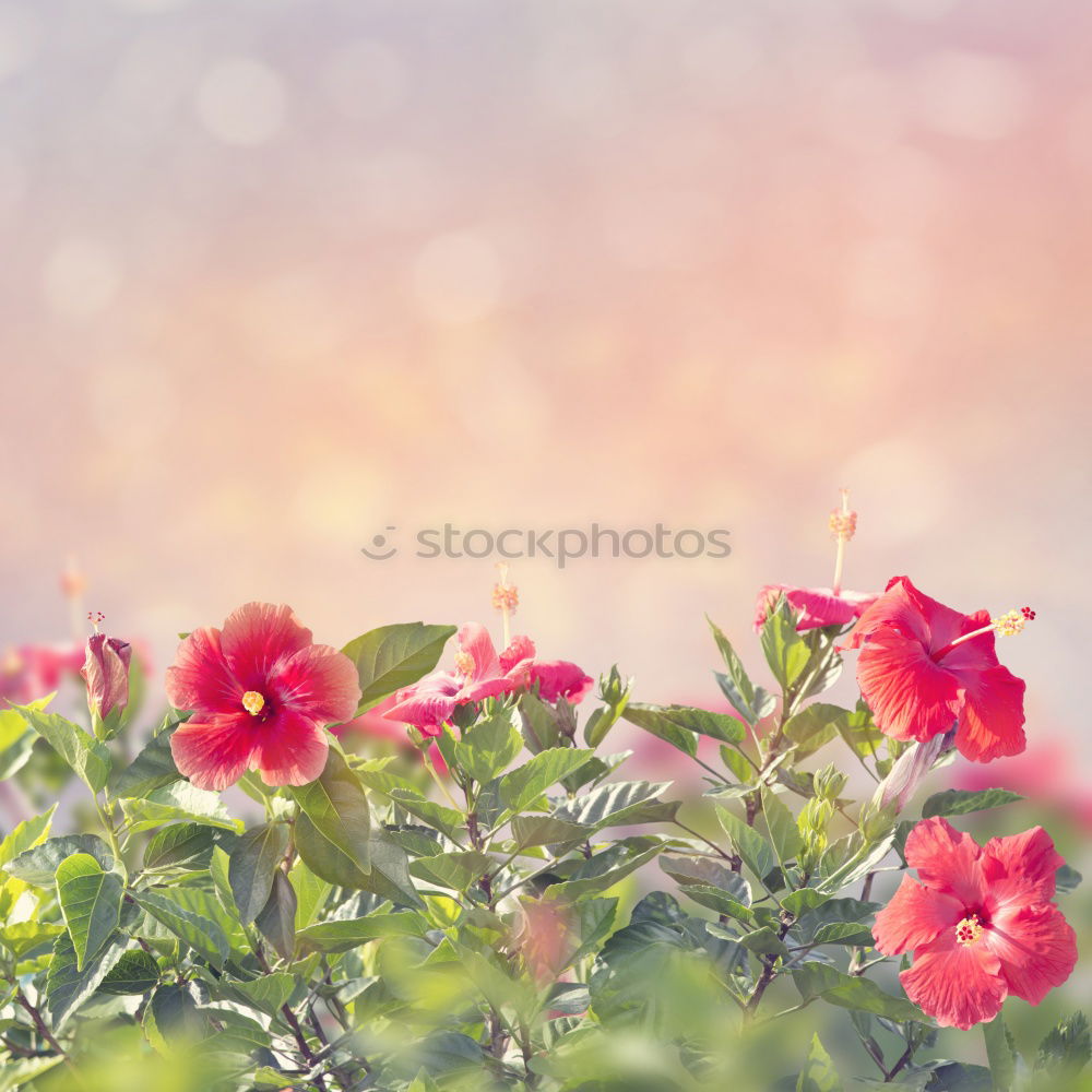 Similar – Image, Stock Photo Beautiful balcony flowers