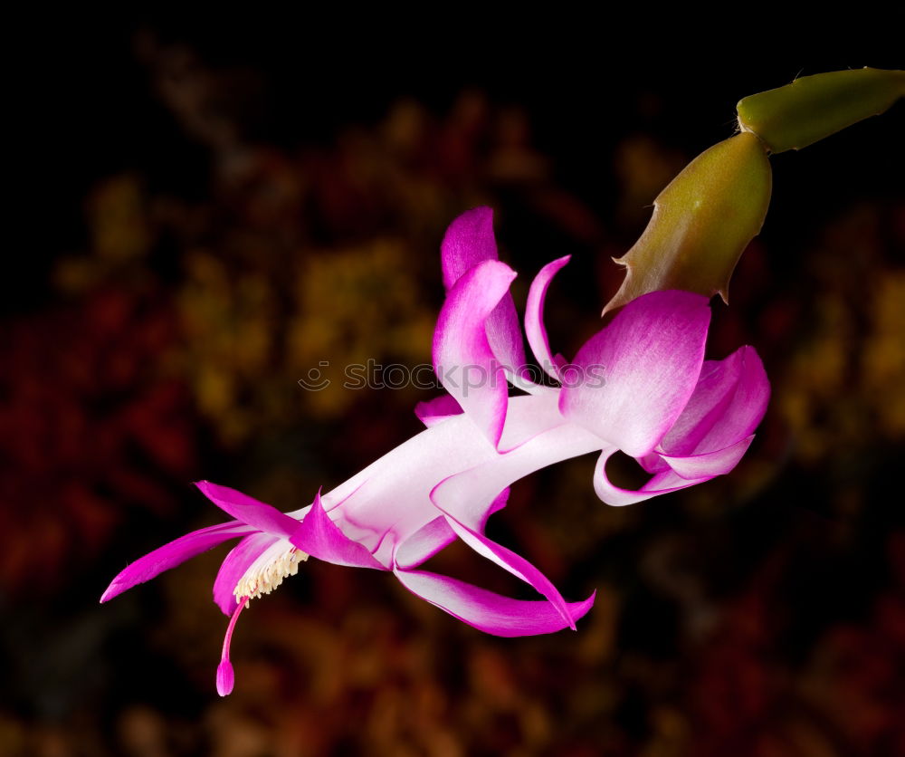 Similar – Image, Stock Photo Velvet Flower Violet Plant