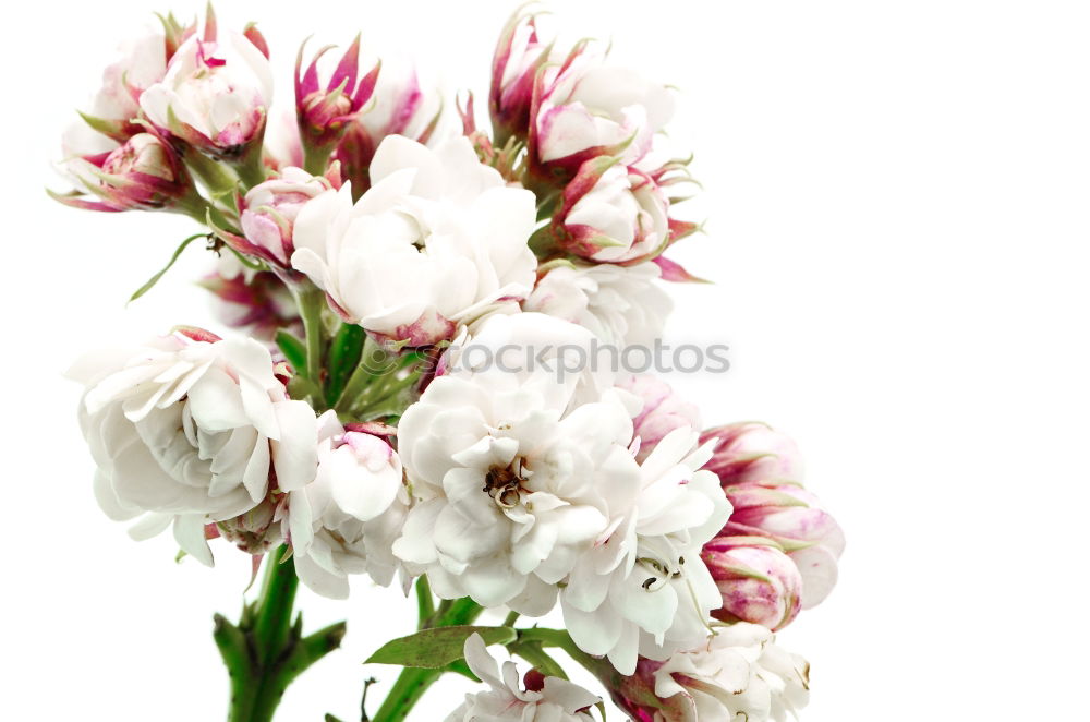 Similar – White flowers on light blue background with green leaves and bokeh. Abstract floral background. Spring nature