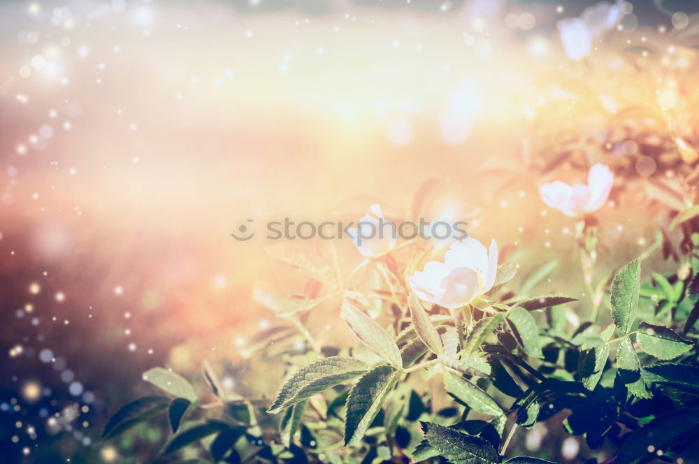 Image, Stock Photo White rose hips over sunset. Nature Background