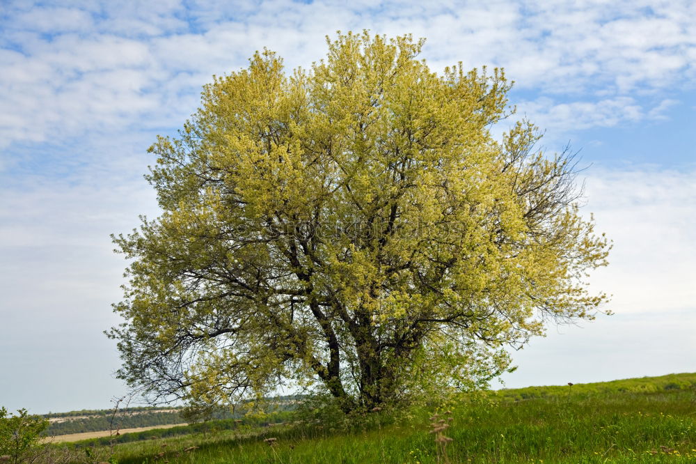 Similar – tree_2 Meadow Field