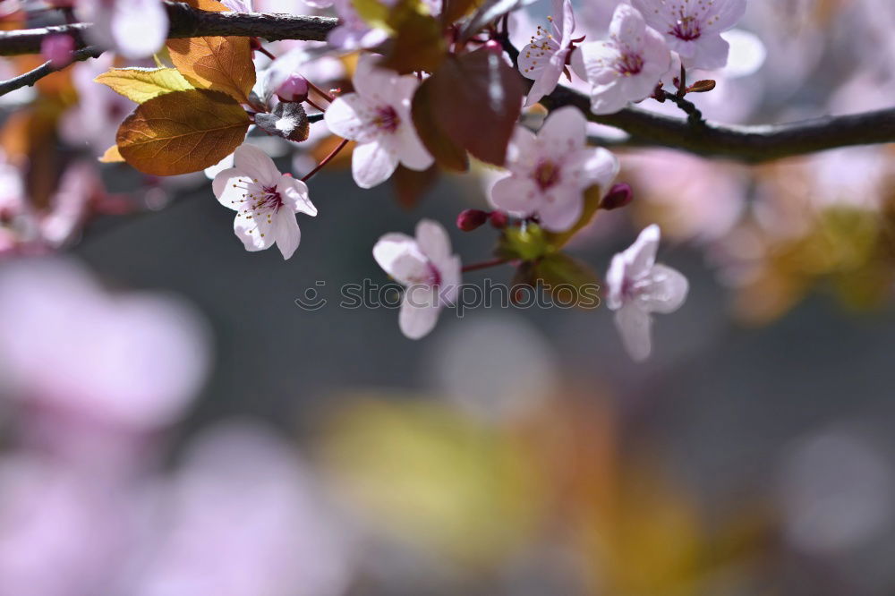 Similar – Image, Stock Photo cherry blossom 3