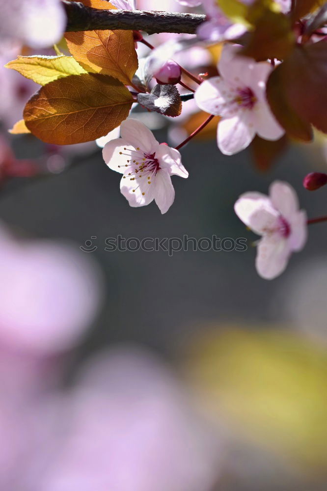 Image, Stock Photo cherry blossom 3