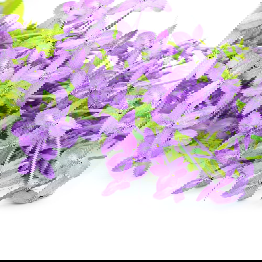 Similar – Image, Stock Photo purple flowers Blossom