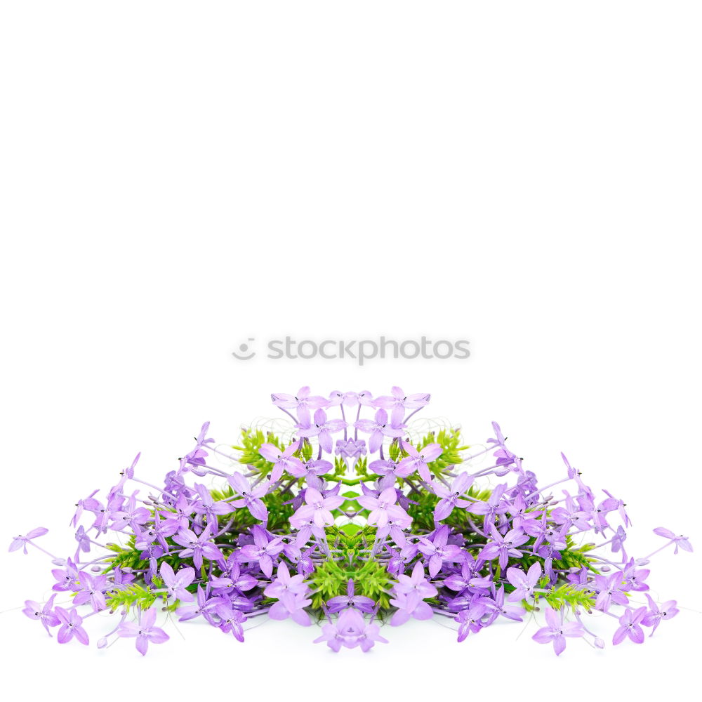 Similar – Image, Stock Photo pot floret Plant Flower