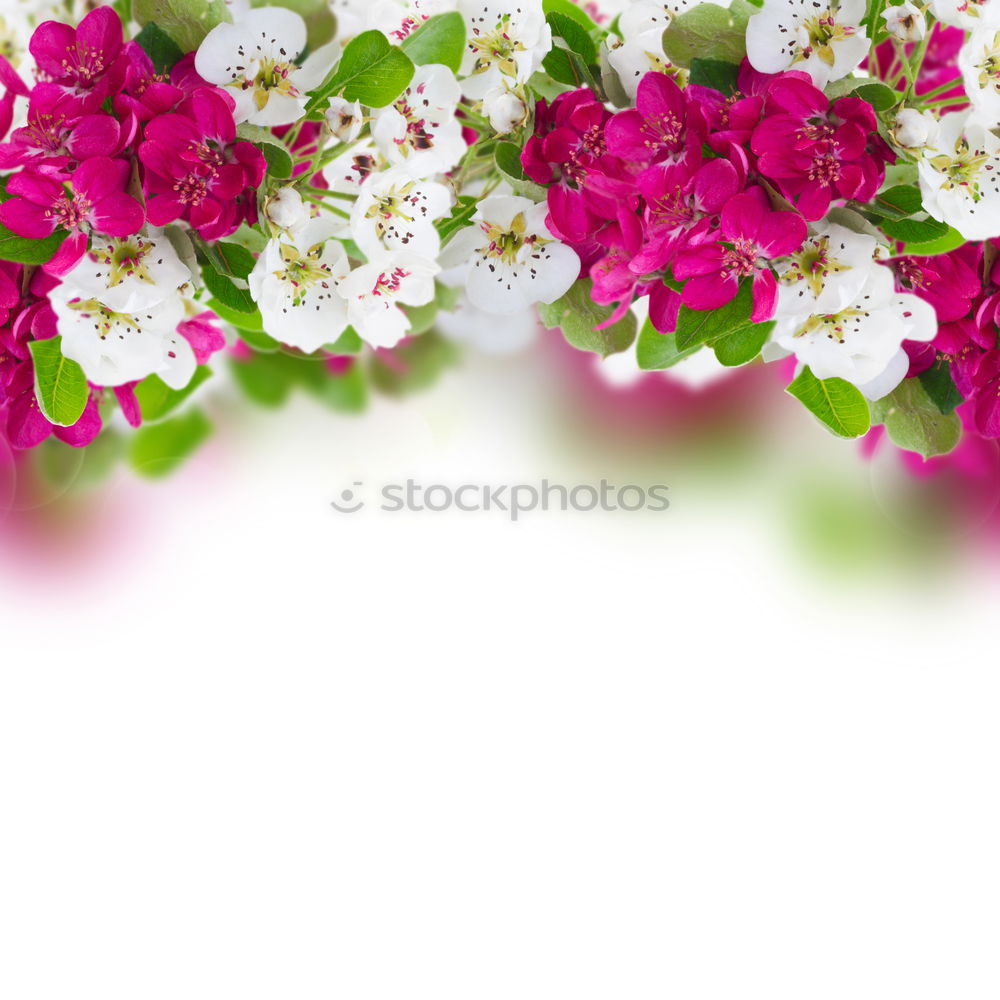 Similar – Image, Stock Photo Roses II