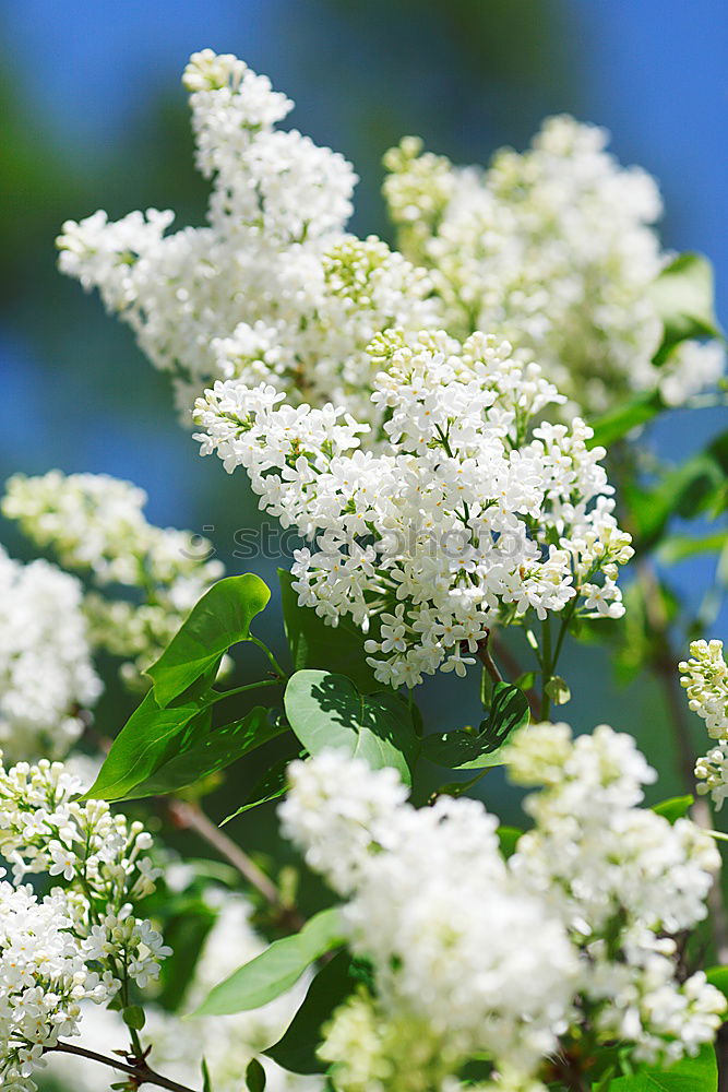 Similar – sea of blossoms Blossom