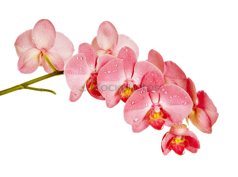 Similar – Image, Stock Photo pot plant Plant Orchid