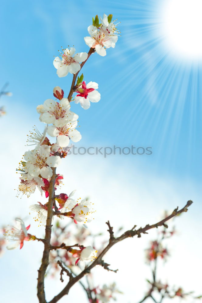 Image, Stock Photo ::11-1:: Environment