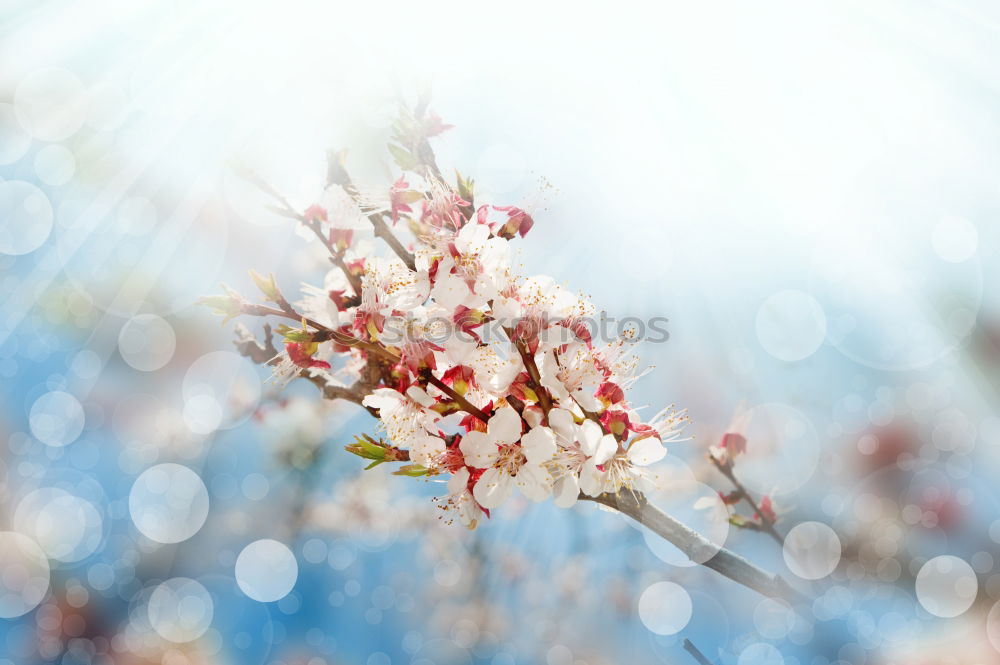 Similar – Spring. Fruit trees twigs with buds and flowers