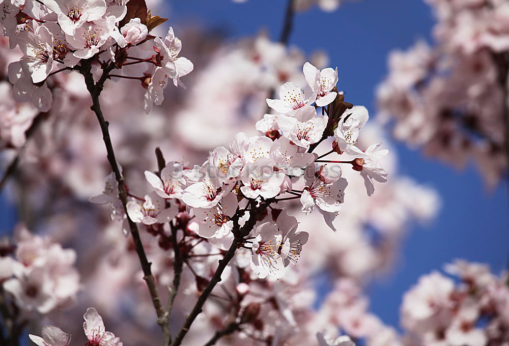 Similar – Foto Bild blüten Blüte mehrfarbig