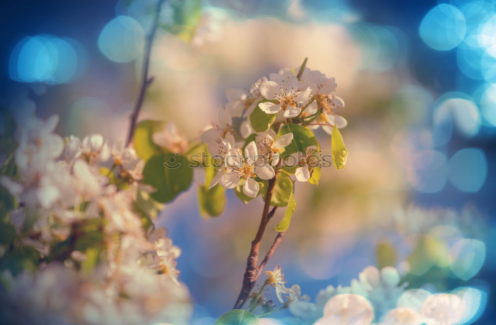 Similar – Image, Stock Photo Fresh, lush meadow white spring flowers close up