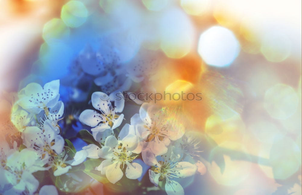 Similar – Image, Stock Photo Beautiful summer flowers