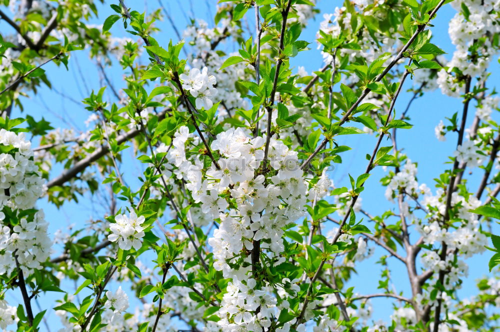 Similar – Image, Stock Photo tree blossoms Spring Tree