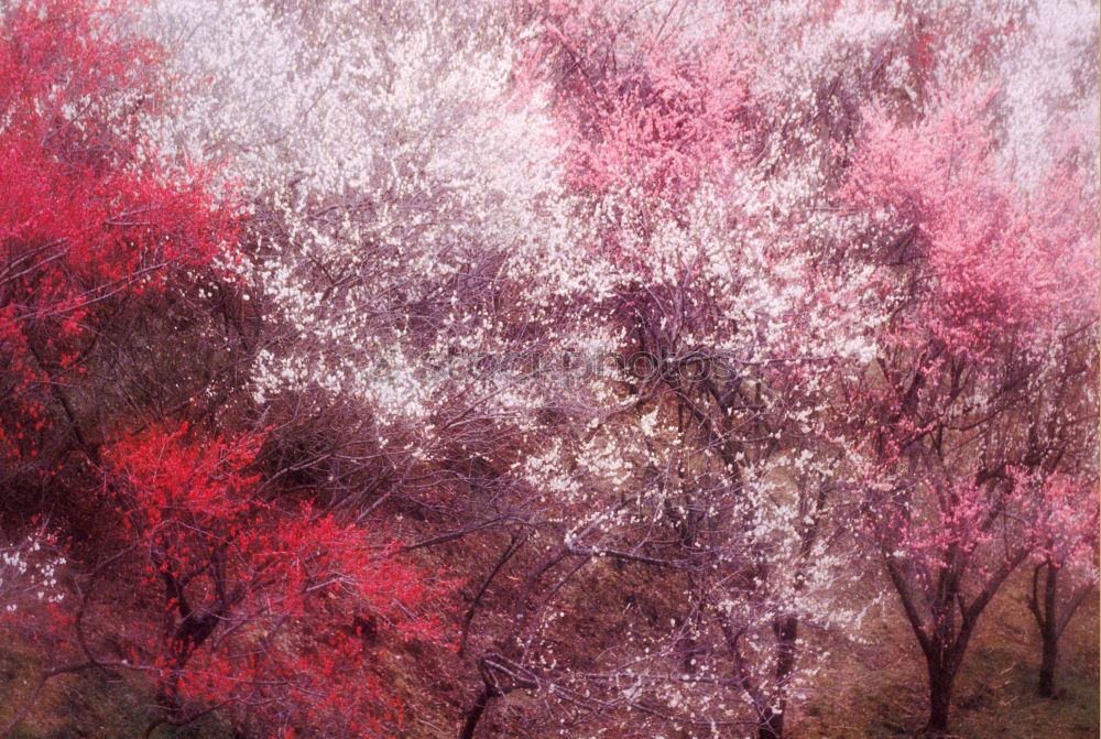 Similar – Image, Stock Photo There you are again, you old autumn! called Lukas