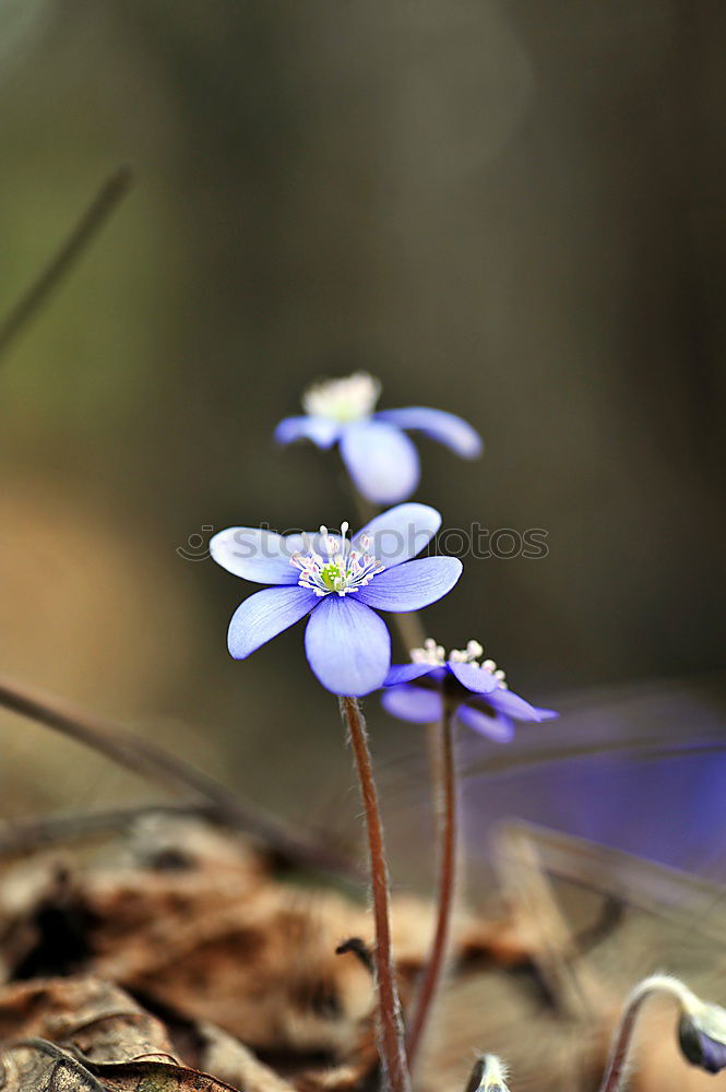 Similar – Image, Stock Photo white flower plant Flower