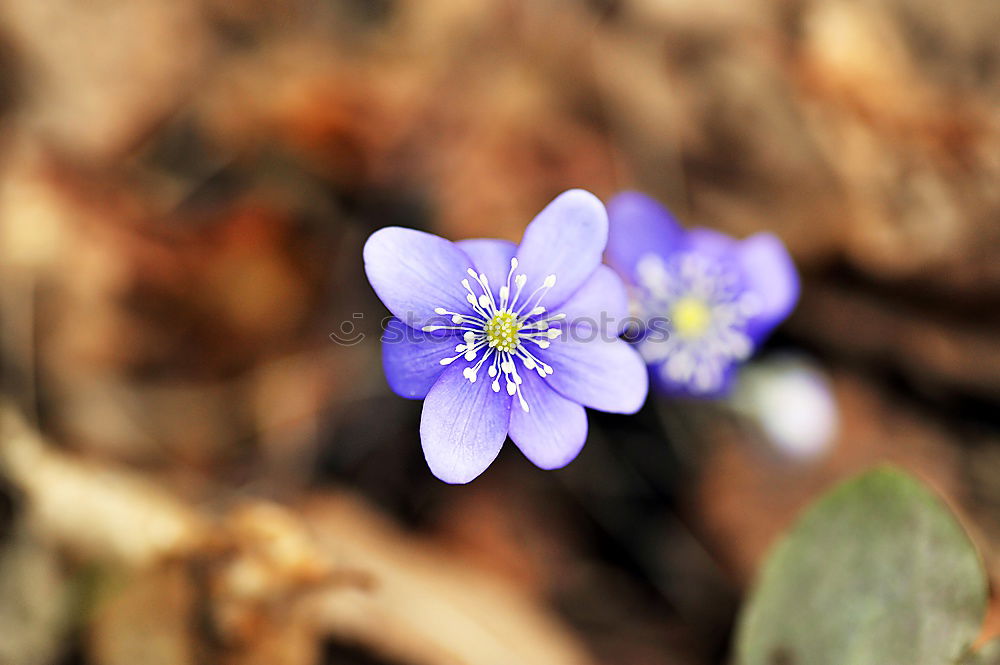 Kreislauf des Lebens Natur