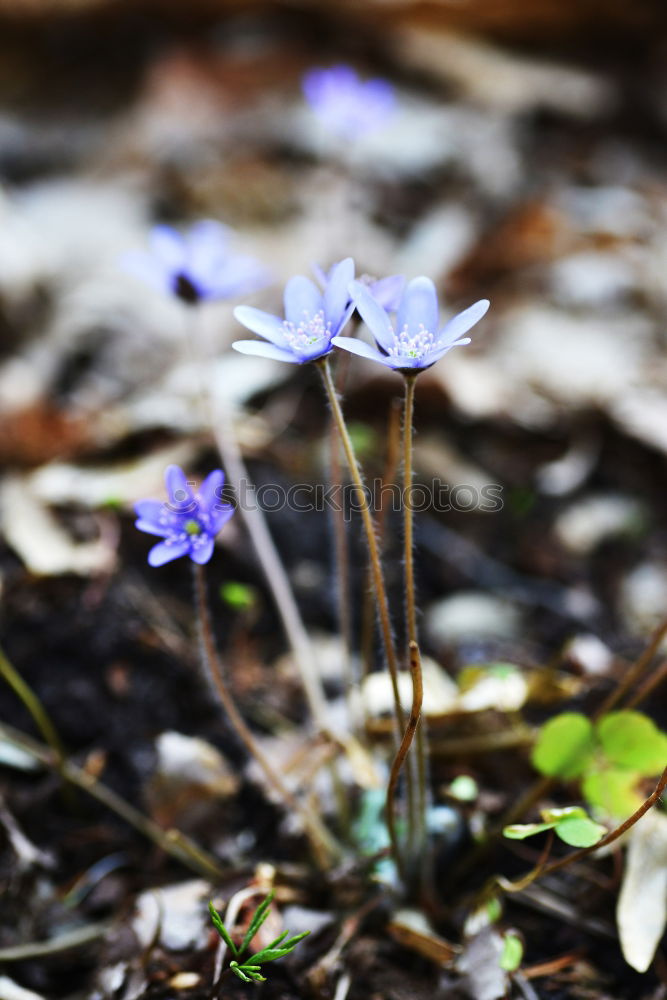 Similar – Don’t forget me flowers in the bed