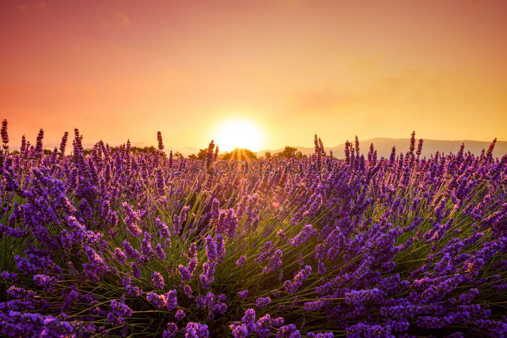 Similar – Image, Stock Photo lavender Herbs and spices