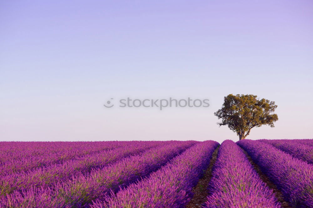 Image, Stock Photo Beautiful fragrant lavender field in bright light Valensole, Provence, France