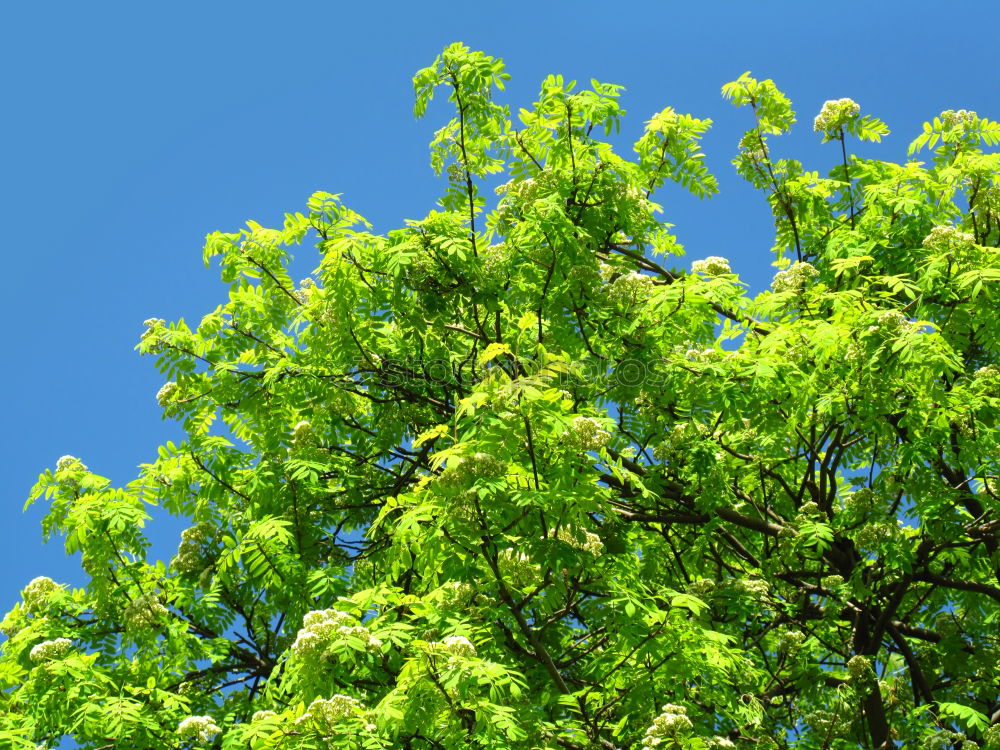 Similar – Im Garten Eden V Baum grün