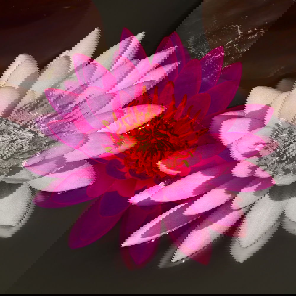Image, Stock Photo health | through harmony