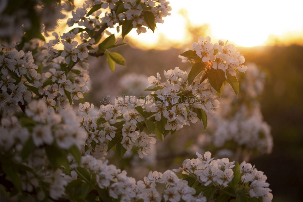 spring lights blossoms Sun