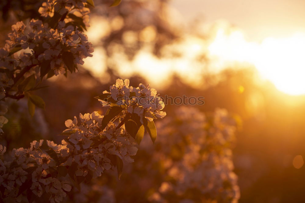 Similar – spring lights blossoms Sun