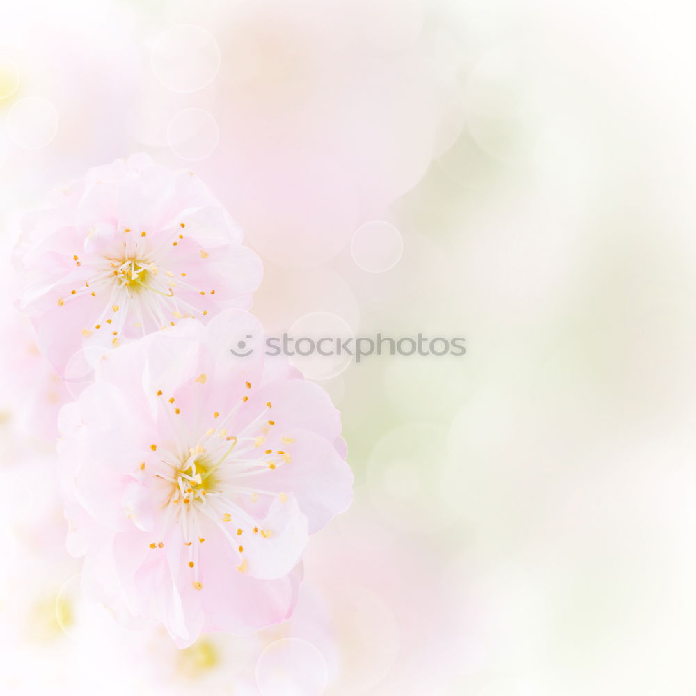 Similar – Image, Stock Photo Frangipani flowers on nature background