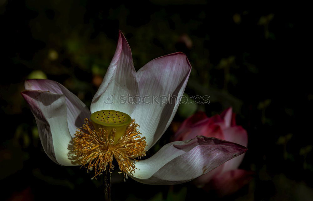 Similar – Image, Stock Photo Spring is here Snowdrop