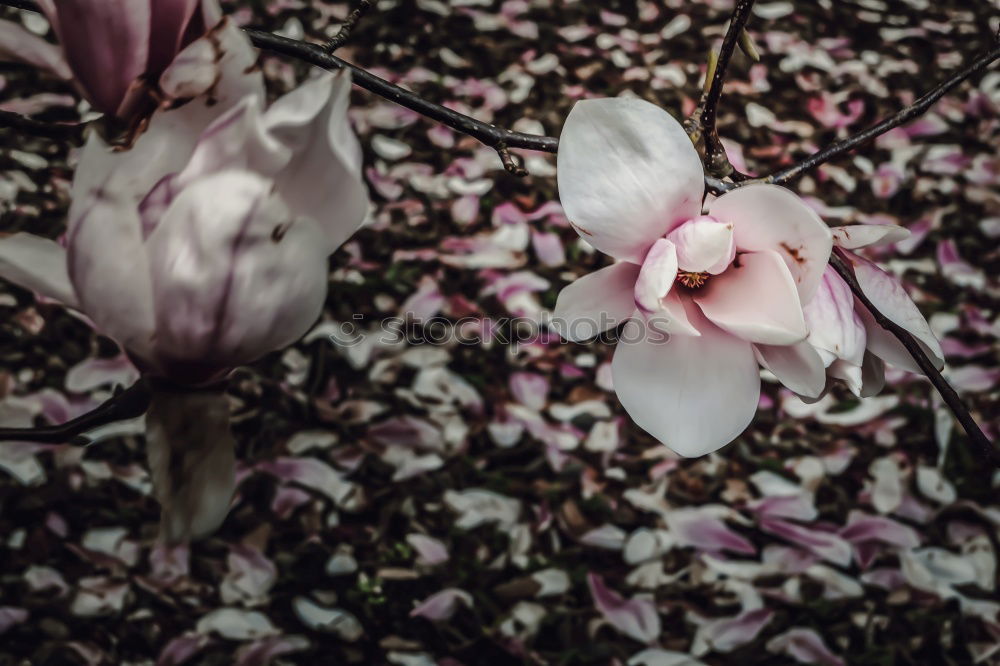 Similar – Image, Stock Photo pink flowers…