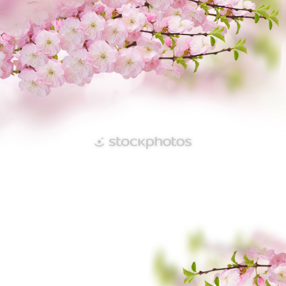 Similar – Image, Stock Photo A hint of spring Nature