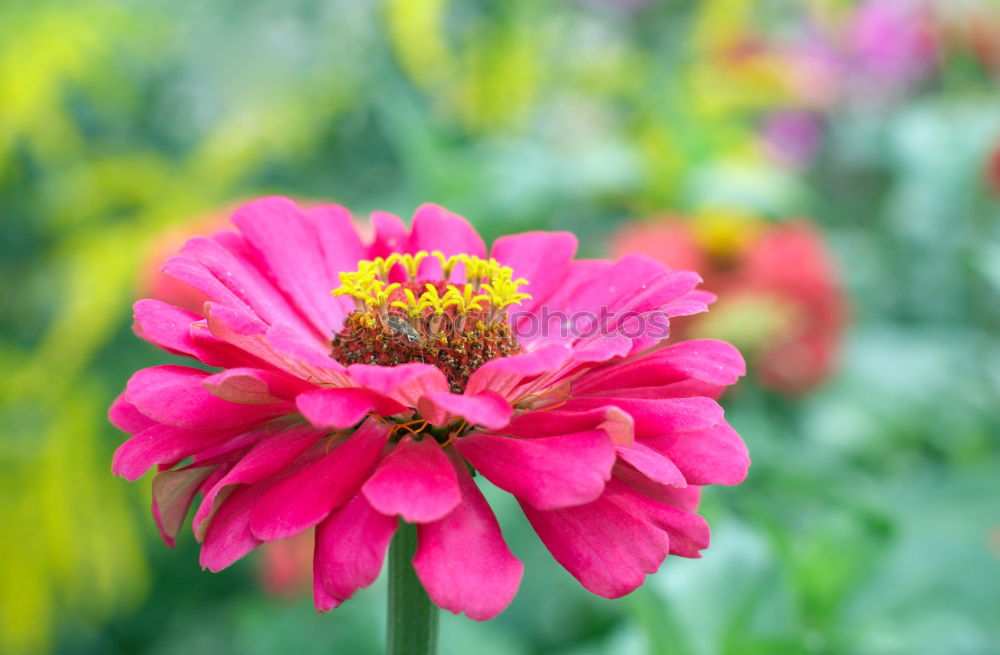 Similar – Image, Stock Photo Flower blossom pink