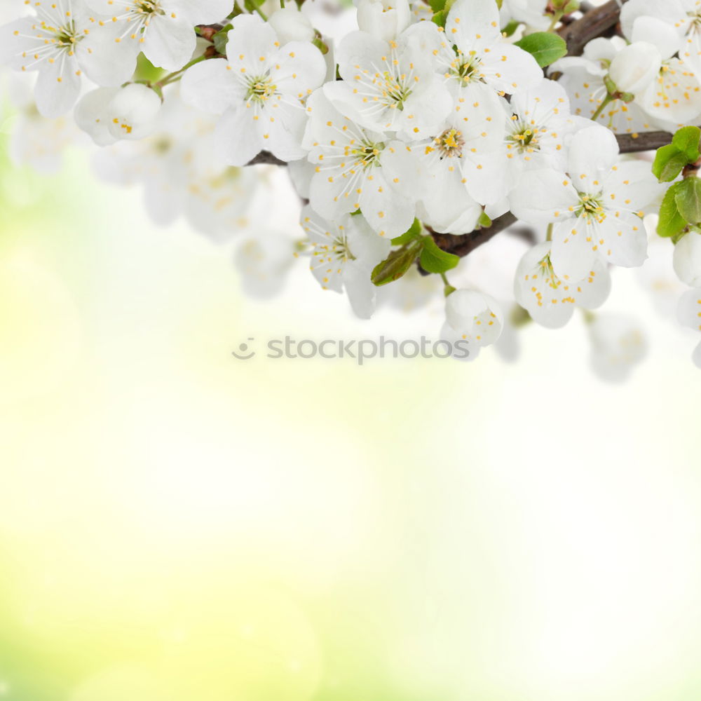 Similar – Image, Stock Photo Ever Dream Nature Spring