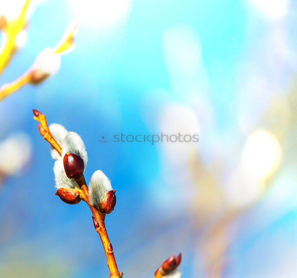 Similar – Image, Stock Photo I’m out of place. Orange tree.