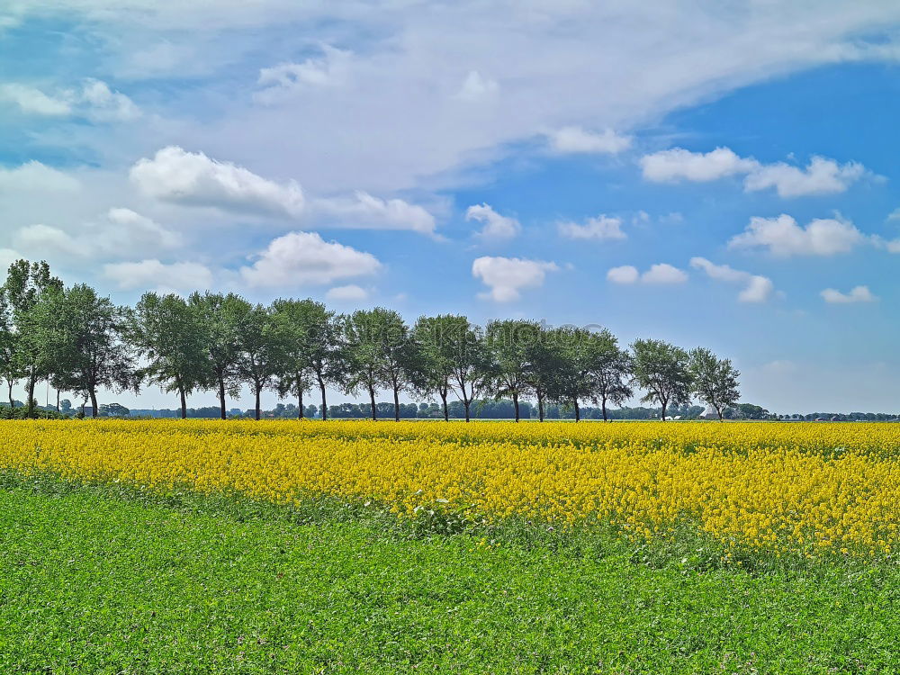 Similar – Image, Stock Photo yellow addiction Canola