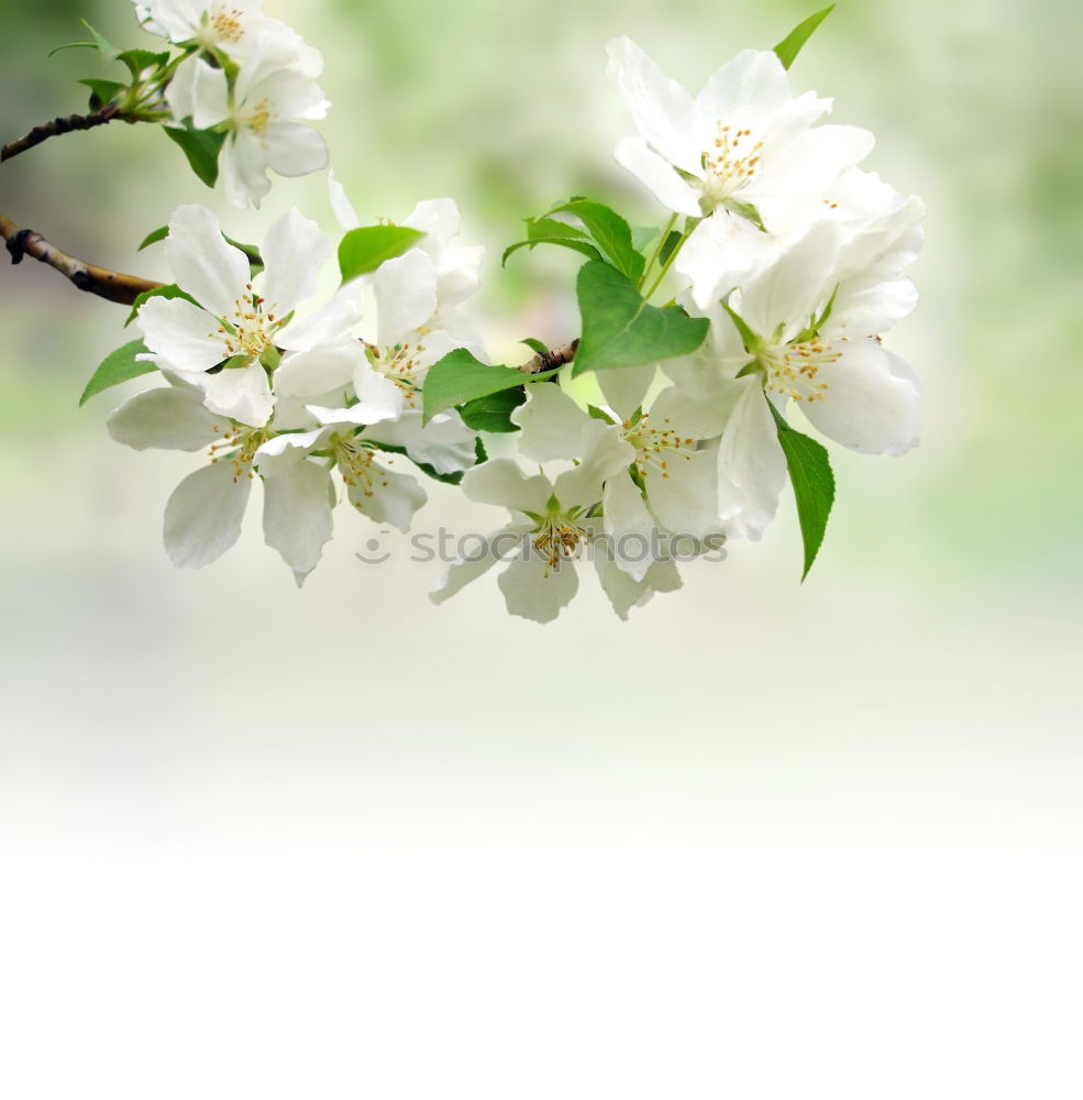 Similar – Image, Stock Photo flowering twig Environment