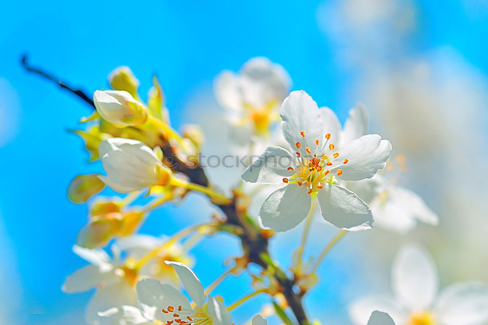 Similar – spring Blossom