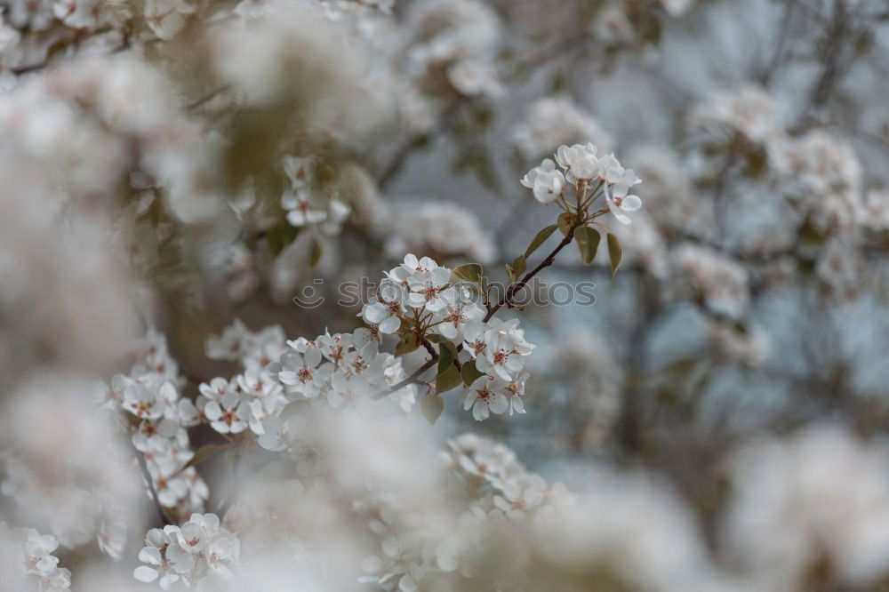 Similar – Image, Stock Photo ice flowers Nature Plant