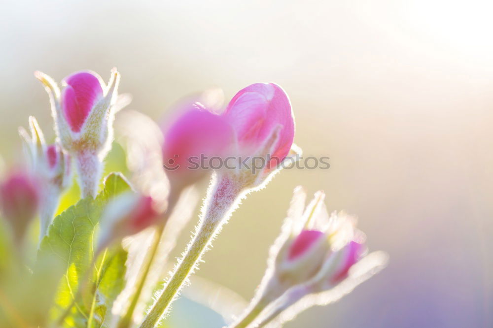 Similar – Image, Stock Photo Through the flower