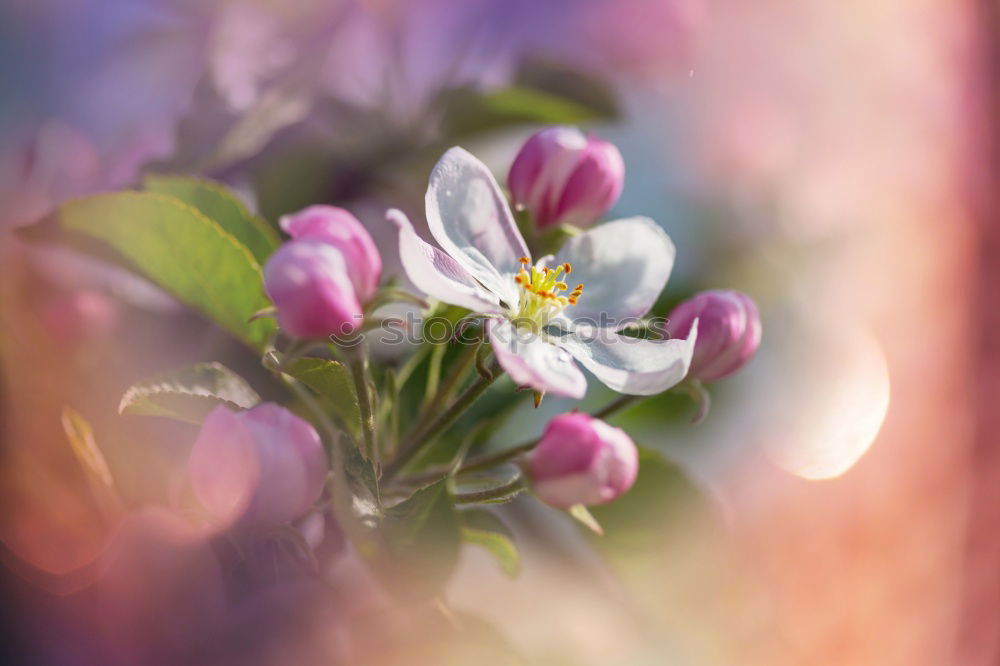 Similar – Endlich Frühling Natur