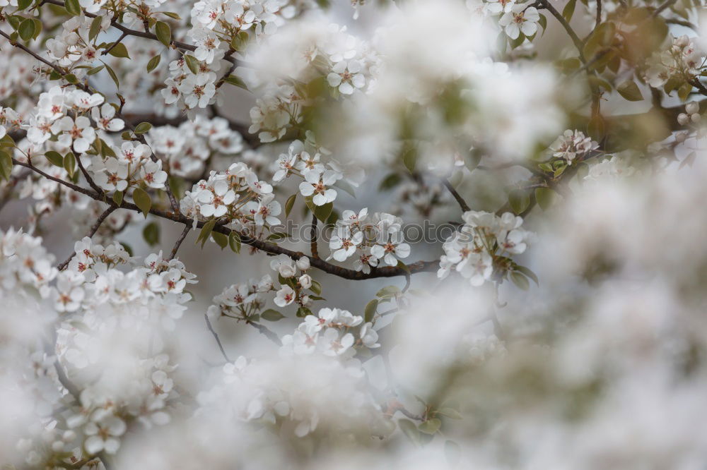 Similar – Image, Stock Photo IV dribbles Plant Elements