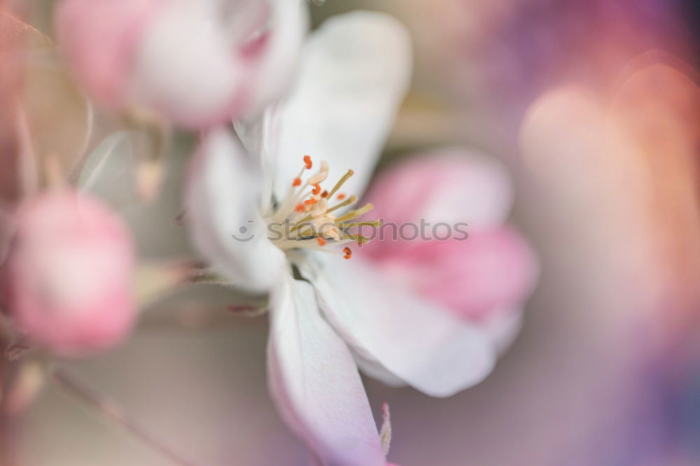 Similar – Image, Stock Photo Spring