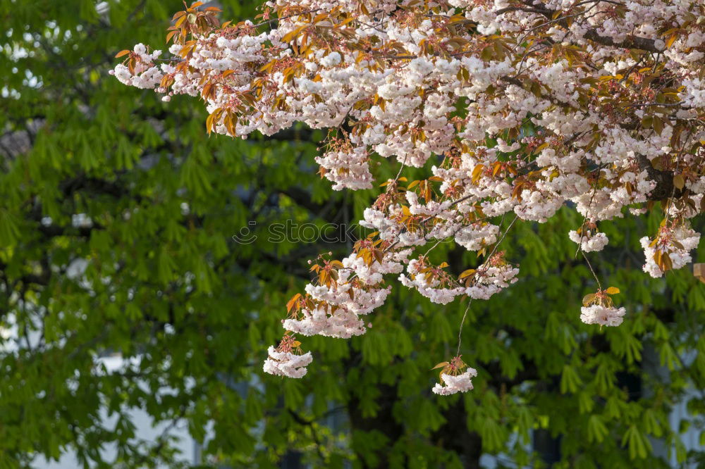 Similar – Foto Bild Der Frühling zeigt sein buntes Band…