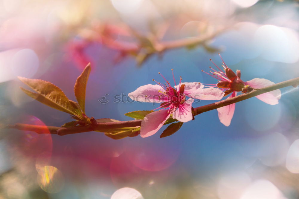 Similar – Wax Flowers V Plant