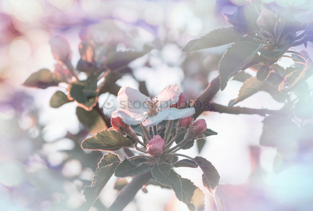 Similar – Image, Stock Photo spring Human being