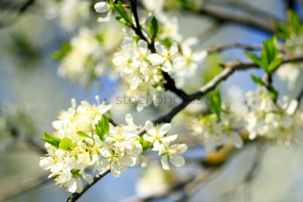 Similar – Foto Bild Spring in bloom springen