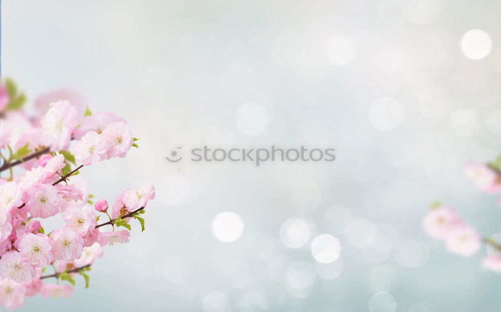 Similar – Image, Stock Photo Happy Easter! Spring